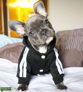 AKC REGISTERED Grey French Bulldog Listing Image