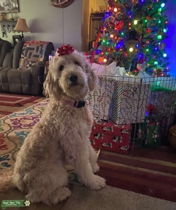 F1 goldendoodle looking for stud Listing Image