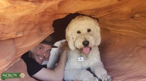 F1b Goldendoodle Listing Image