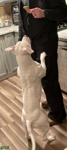 White American Bully Listing Image