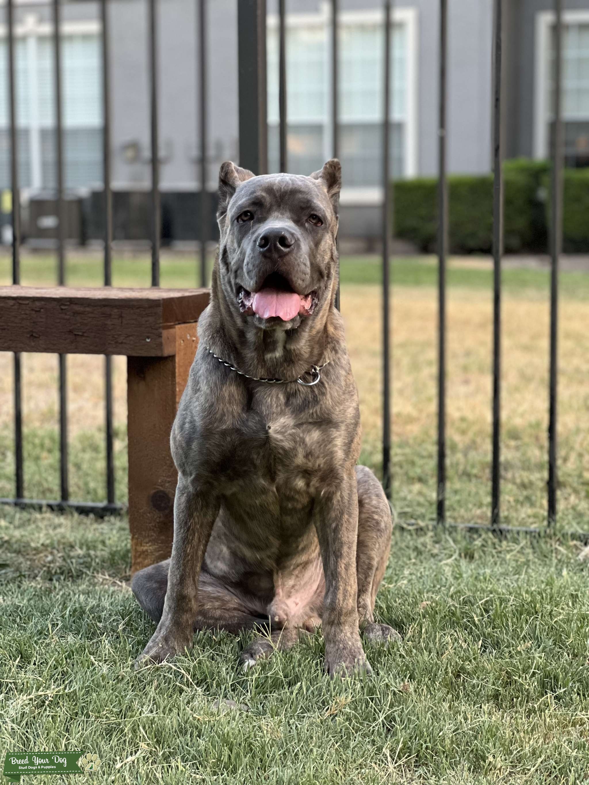 Cane Corso And Human: A Friendship For The Ages - wv7ul0t