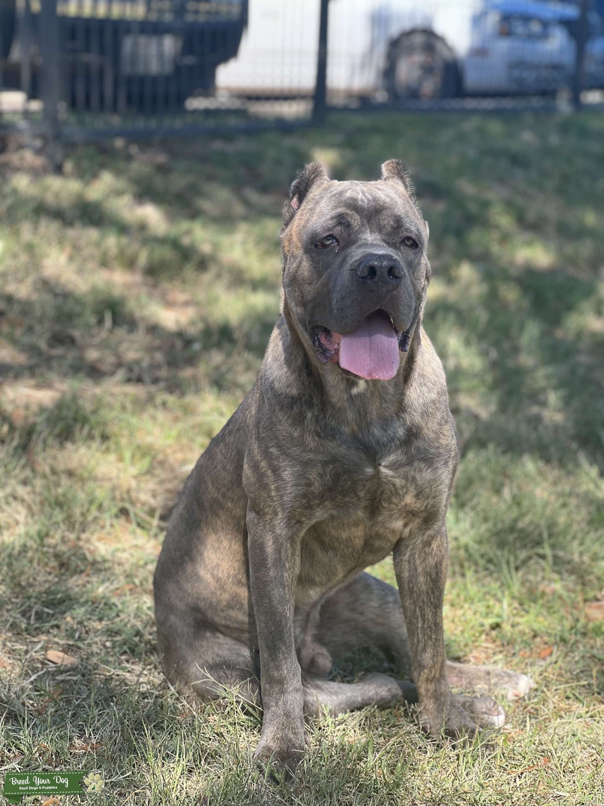Cane Corso stud Stud Dog Texas Breed Your Dog