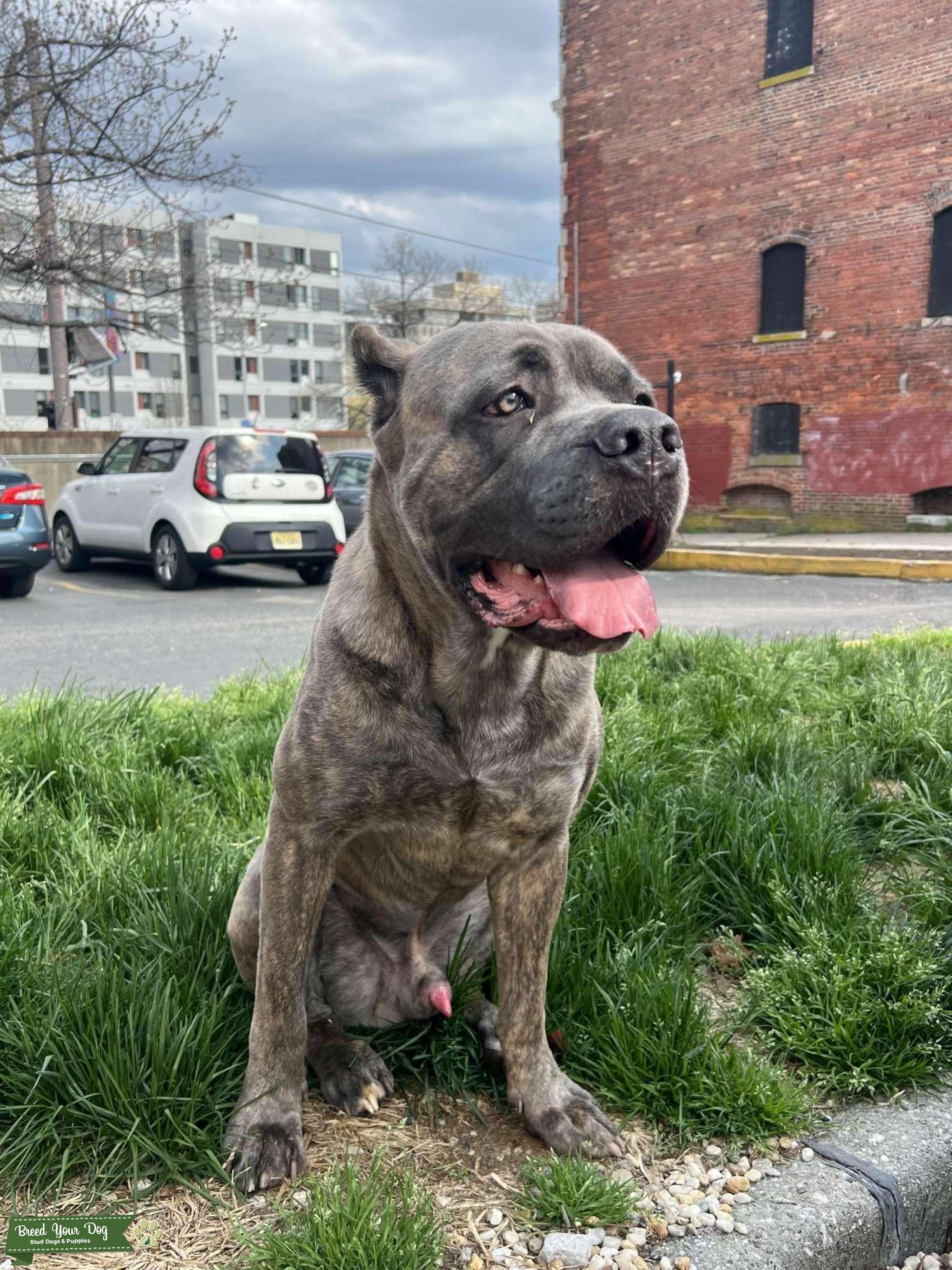 Cane Corso stud Stud Dog in Maryland, the United States Breed Your Dog