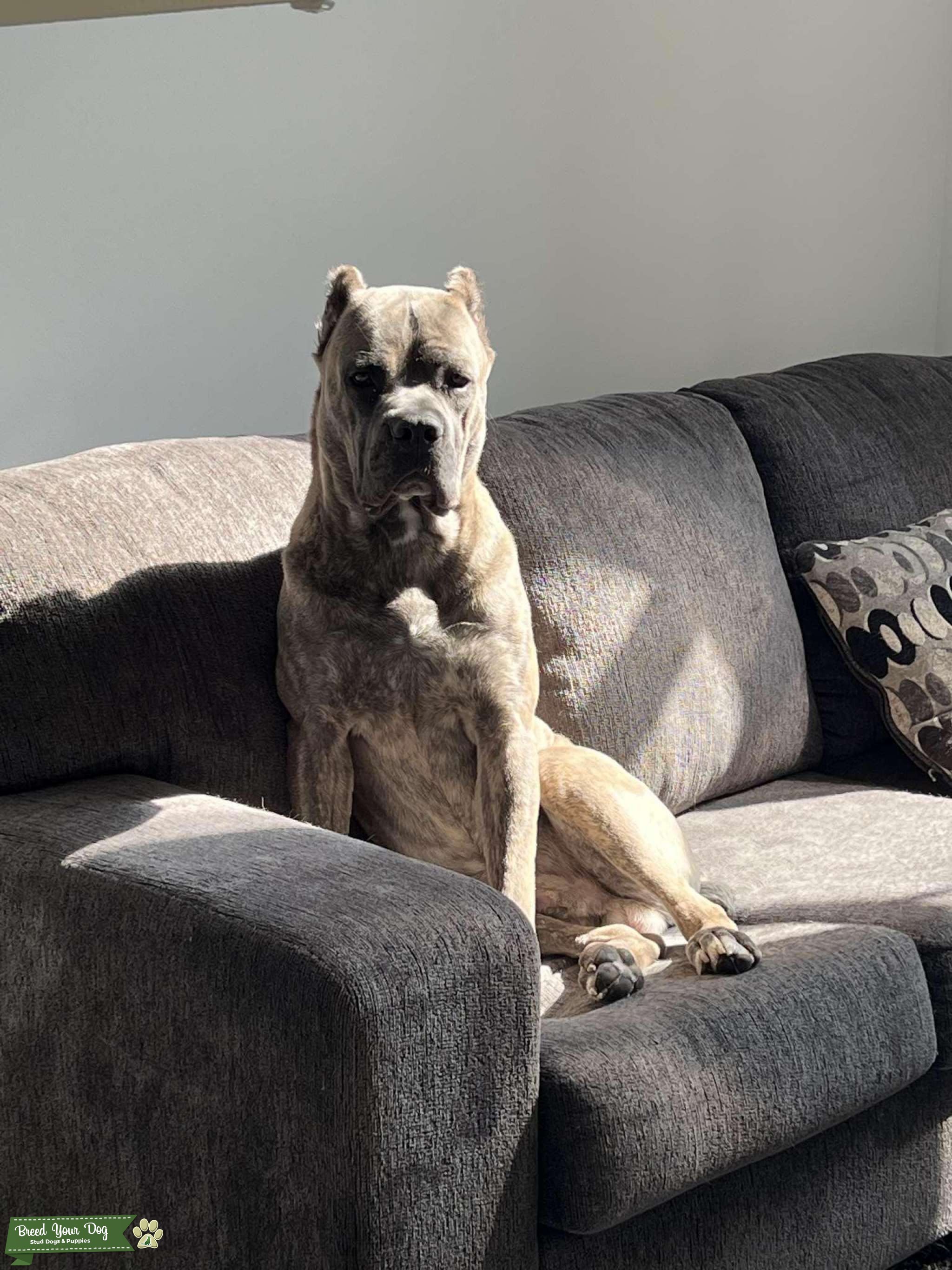 Cane Corso stud Stud Dog in Maryland, the United States Breed Your Dog