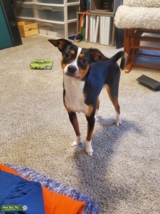 Deerhead Chihuahua Listing Image
