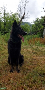German Shepherd  Listing Image