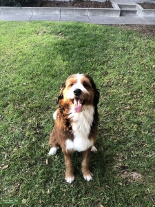 Bernedoodle looking for doodle/ standard poodle Listing Image