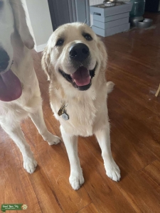 English cream male golden retriever  Listing Image