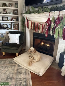Mini Golden Doodle Listing Image