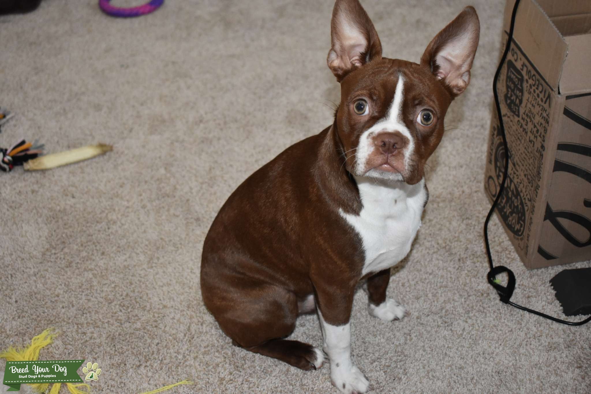 Stud Boston Terrier Purebred Stud Dog in California, the United