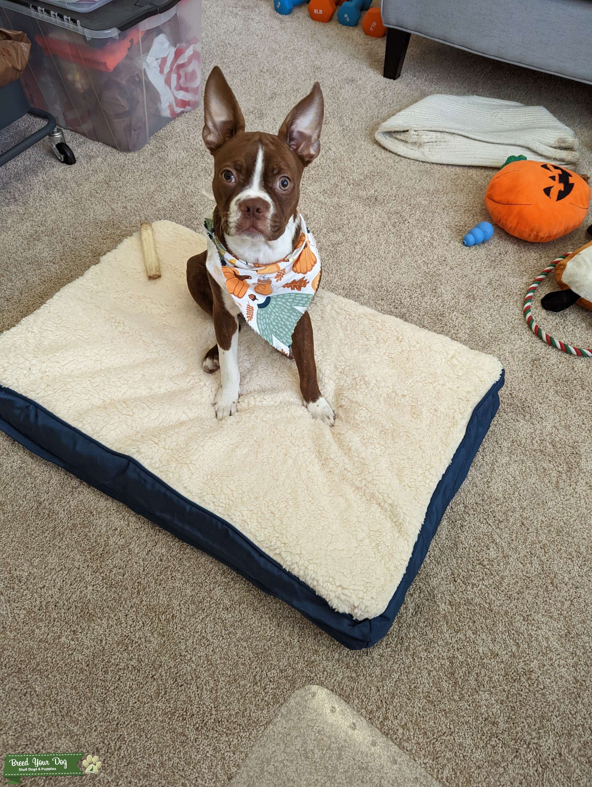 Stud Boston Terrier Purebred Stud Dog in California, the United