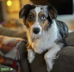 Miniature Australian Shepard AKC Champion Bloodlines Listing Image