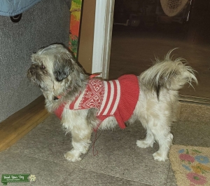 Shih Tzu Listing Image