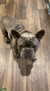 Blue French Bulldog Listing Image
