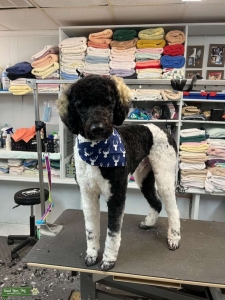 Standard Poodle Stud Available CKC Registered Listing Image