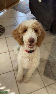 Brown based red parti standard poodle Listing Image