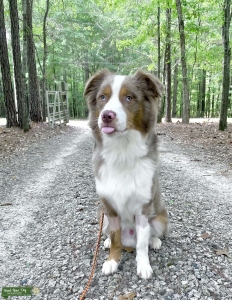 Red Merle Male Aussie Listing Image