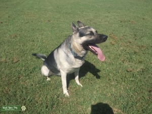 German Shepard Dog Listing Image