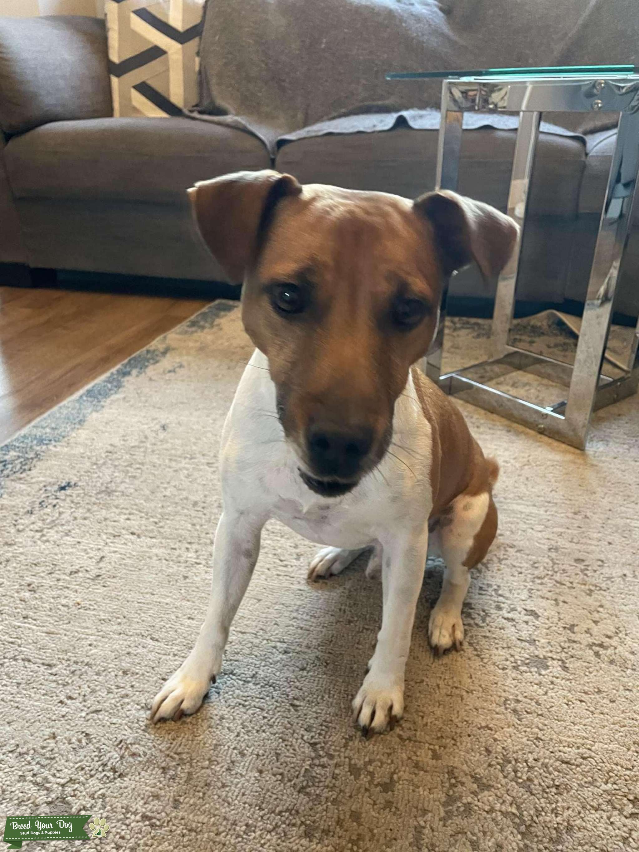 Jack Russell Parson Stud Dog West Midlands Breed Your Dog