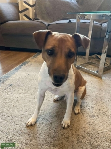 Jack Russell Parson Listing Image