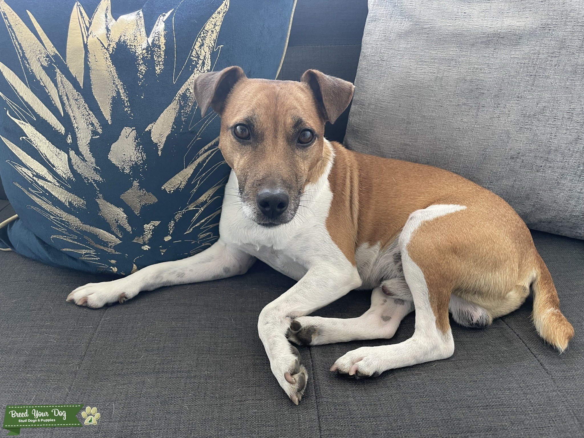 Jack Russell Parson Stud Dog West Midlands Breed Your Dog