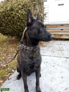 Dutch Shepherd Stud Listing Image