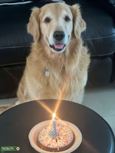 Golden Retriever Stud Listing Image