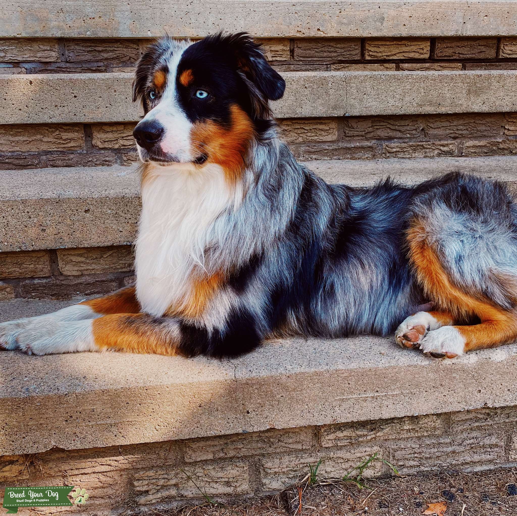 [Miniature] Australian Shepherd Stud Stud Dog in New Jersey, the