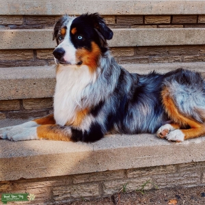 [Miniature] Australian Shepherd Stud Listing Image