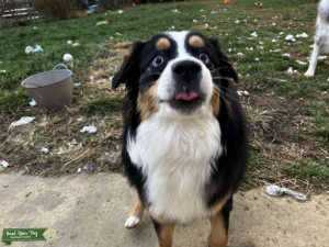 Looking for male to breed with my Mini Australian Shepard  Listing Image