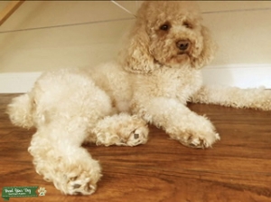 AKC mini poodle Listing Image