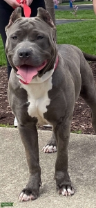 Looking to breed my ghost tri Listing Image