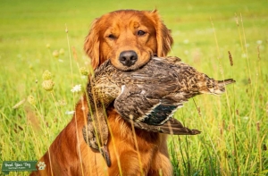 Akc/Ukc stud Golden Retriever Listing Image