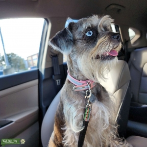 Merle blue miniature schnauzer  Listing Image