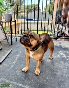 French Bulldog Stud Listing Image
