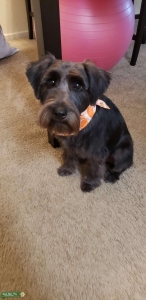 Black Mini Schnauzer Stud Listing Image