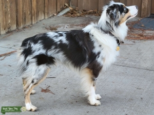 Mini American/Aussie Shepard  Listing Image