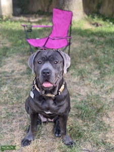 1.5yr F Blue Cane Corso Listing Image