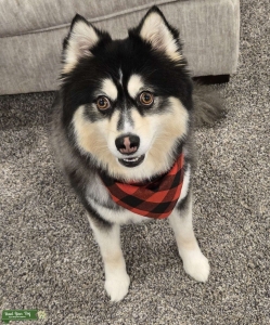 Pomsky Stud Listing Image
