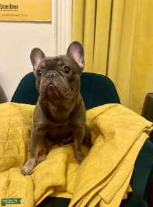 Blue & Tan Frenchie Listing Image
