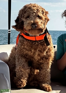 F1 Mini/Medium Golden doodle Listing Image