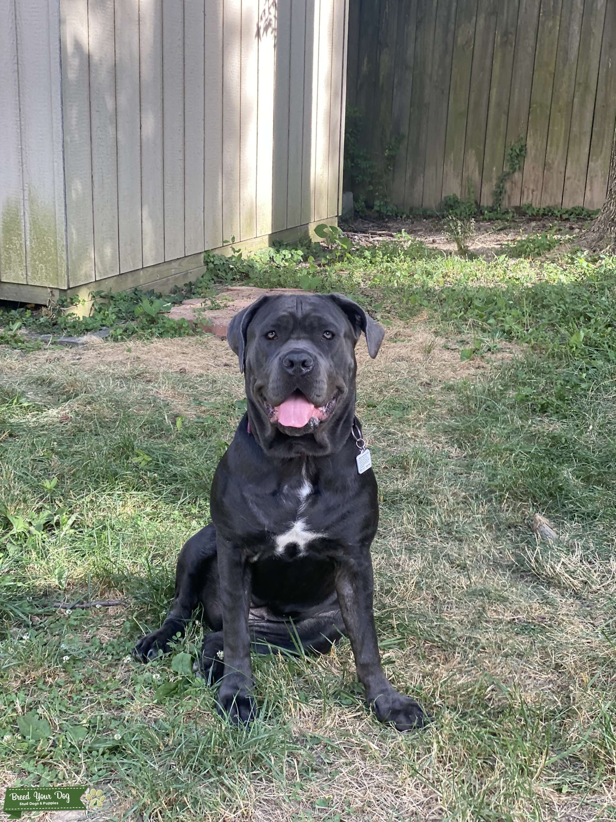 1.5yr F Blue Cane Corso Stud Dog in Virginia, the United States