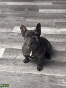 Blue Tan Lilac Male Frenchie Listing Image