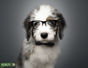 Blue Eyed Tri-Color Blue Merle Bernedoodle Stud  Listing Image