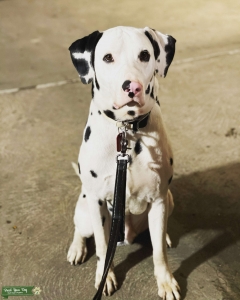 Dalmatian Stud Listing Image