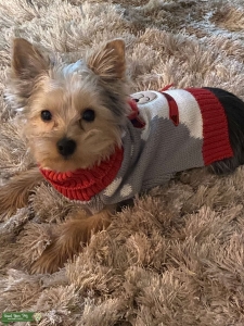 Male Stud Yorkie Listing Image