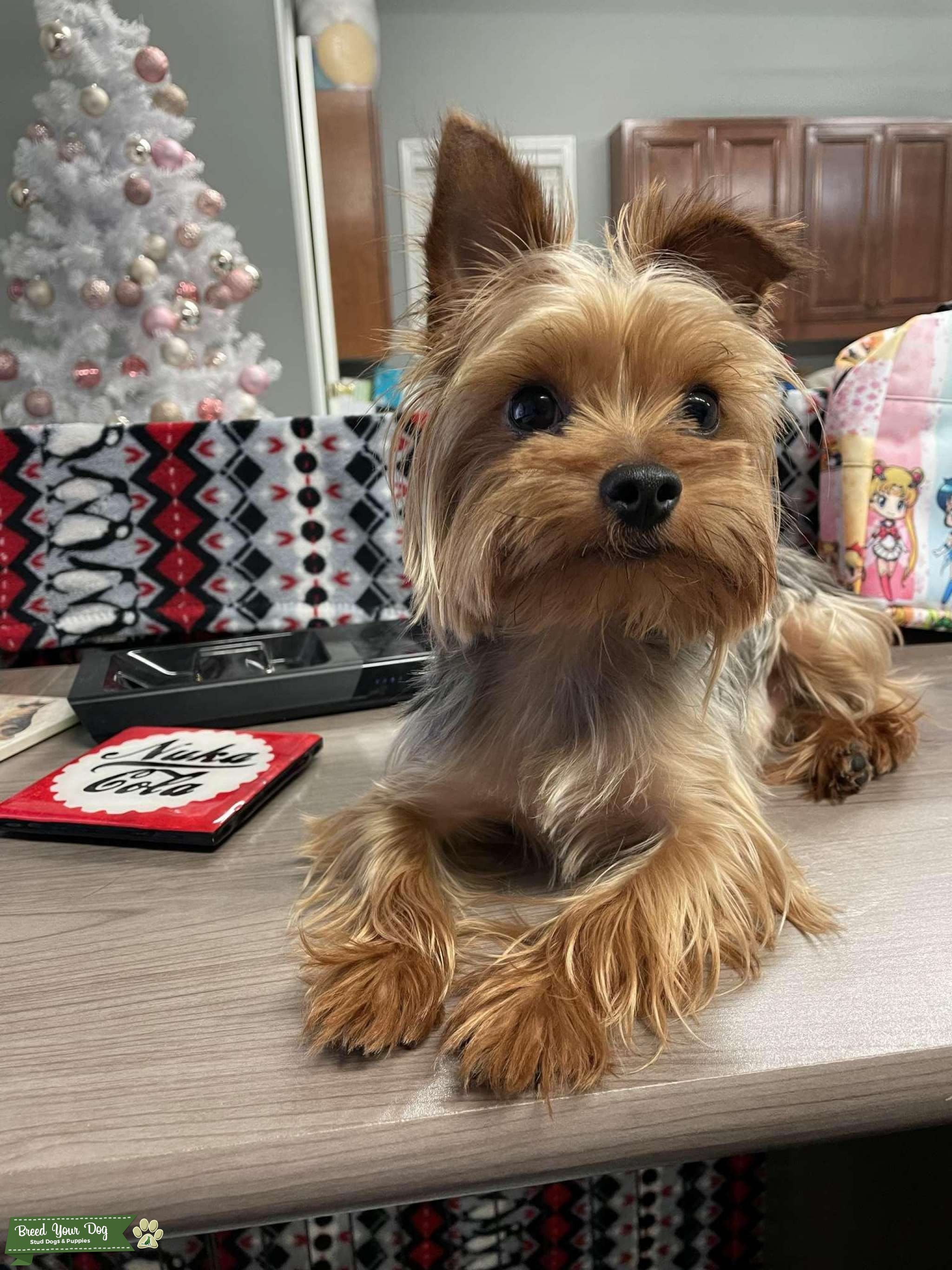 Toy Yorkie for Stud Stud Dog in NC, United States Breed Your Dog