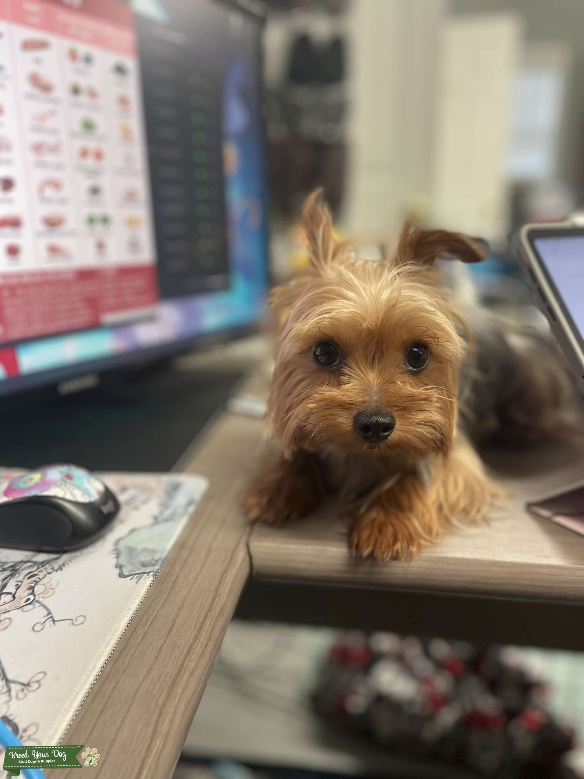 Toy Yorkie for Stud Stud Dog in NC, United States Breed Your Dog