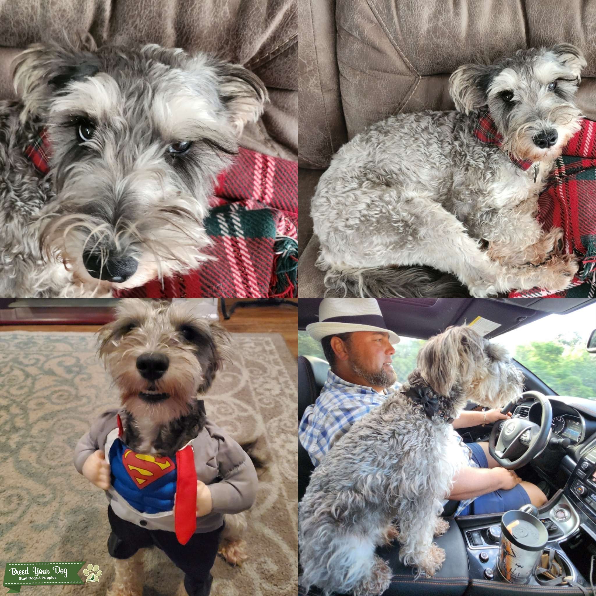 SWEET SALT/PEPPER MINI SCHNAUZER Stud Dog in FL, the United States