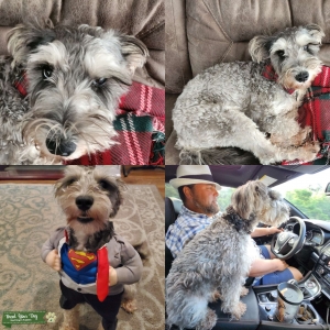 SWEET SALT/PEPPER MINI SCHNAUZER Listing Image